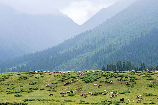 新疆伊犁天山天然牧场