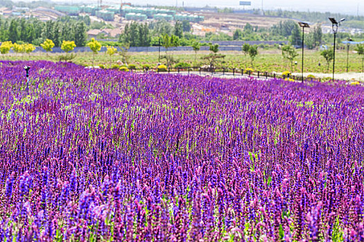 夏初盛开的大片的紫色薰衣草花田,拍摄于山东省安丘市齐鲁酒地景区
