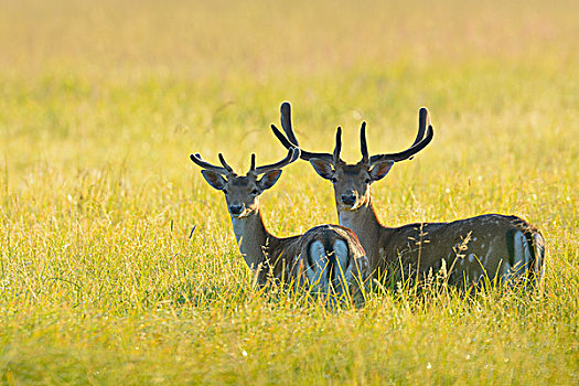 头像,两个,扁角鹿,黇鹿,站立,地点,看镜头,黑森州,德国,欧洲