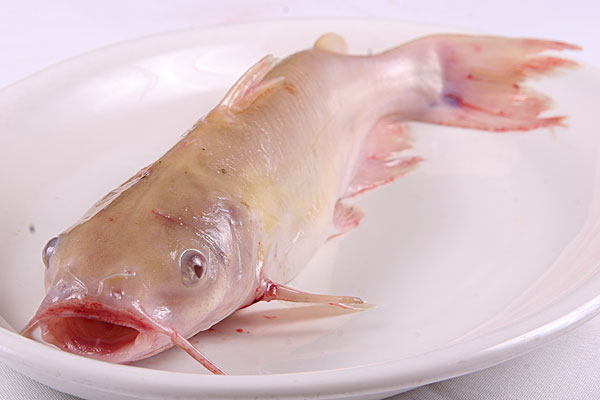乌江鱼鮰鱼图片