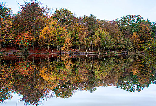 活力,秋天,树林,反射,安静,湖水,风景