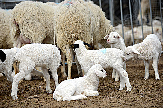 养殖,羊