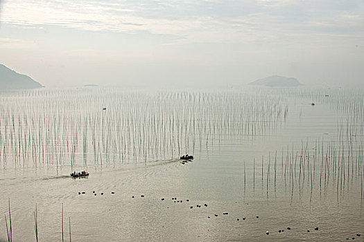 福建宁德市霞浦县北岐村滩涂早晨行驶的渔船