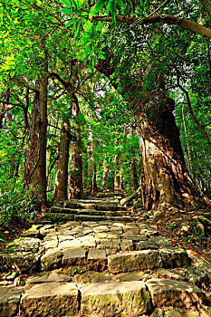 樟树,800年,国家,历史遗迹,世界遗产