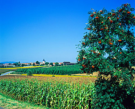 花楸树,玉米地,阿尔萨斯,法国