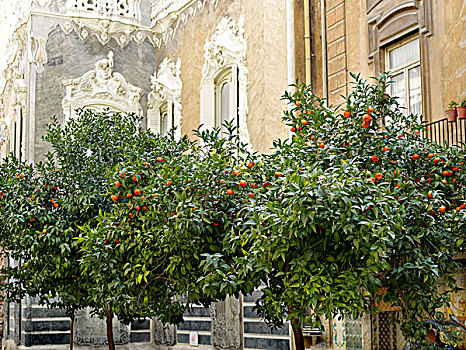 橘树,花园,宫殿