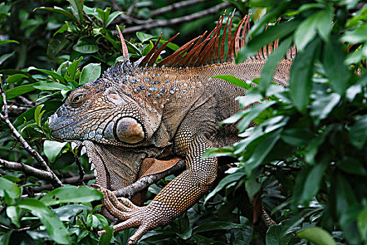 绿鬣蜥,哥斯达黎加