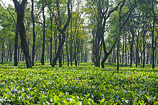 茶园,阿萨姆邦,东北方,印度,亚洲