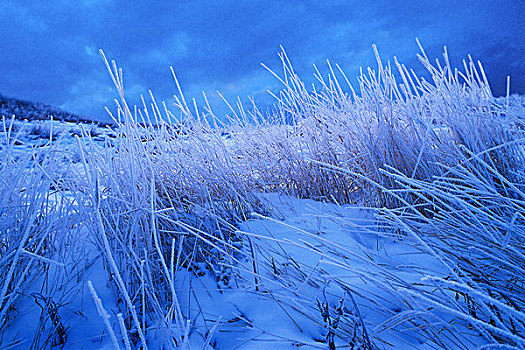 高草,冬天,雪,霜