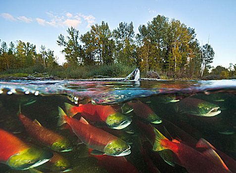 红大马哈鱼,红鲑鱼,群,游泳,树林,产卵,亚当斯河,省立公园,不列颠哥伦比亚省,加拿大