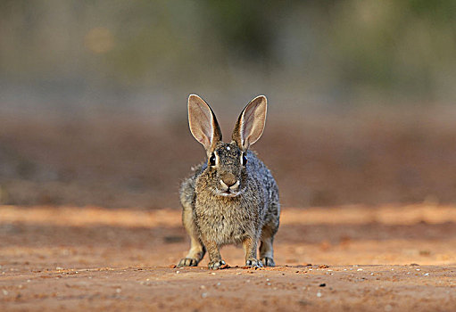 东部棉尾兔,成年,南,德克萨斯,美国,北美