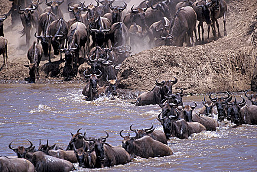 非洲,肯尼亚,马赛马拉国家公园,角马,迁徙