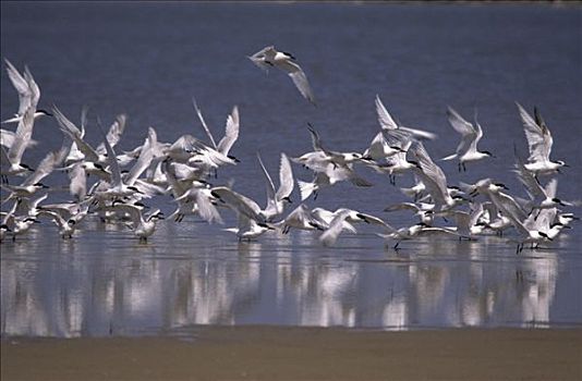 白嘴端燕鸥,白嘴端燕,成群,飞起,水,欧洲