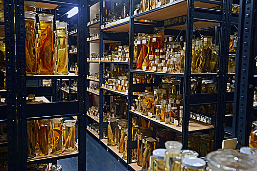 玻璃,柜子,动物,样本,展览,湿,收集,自然历史博物馆,柏林,德国,欧洲