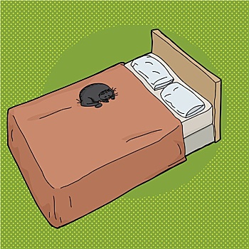 黑猫,床