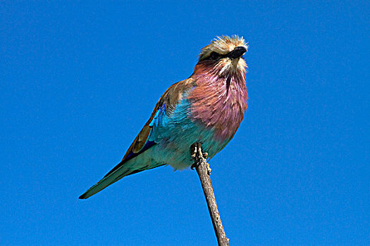 紫胸佛法僧鸟,佛法僧属,万基国家公园,津巴布韦,非洲