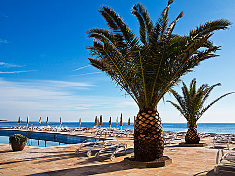 太阳椅,遮阳伞,棕榈树,酒店,卡普德佩拉,马略卡岛,巴利阿里群岛,西班牙