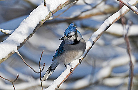 蓝松鸦,冬天,下雪,新斯科舍省,加拿大