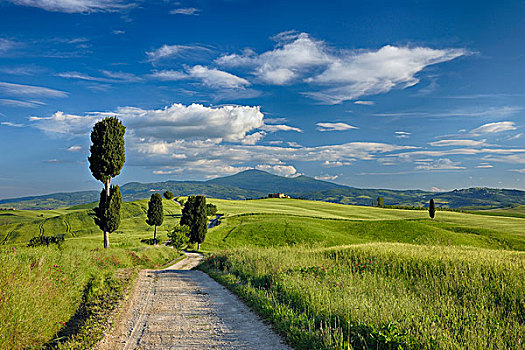 柏树,乡间小路,绿色,地点,皮恩扎,锡耶纳省,托斯卡纳,意大利