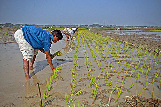 农业,工作,达卡,孟加拉,一月,2009年