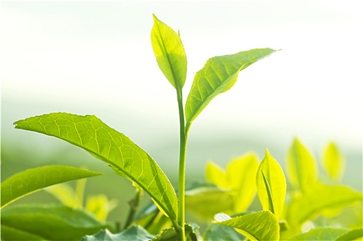 茶葉