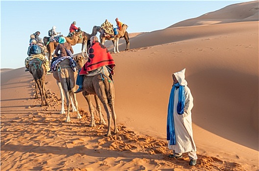 骆驼,驼队,旅游,撒哈拉沙漠,摩洛哥,非洲