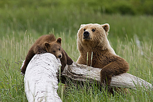 大灰熊,棕熊,女性,幼兽,休息,原木,卡特麦国家公园,阿拉斯加