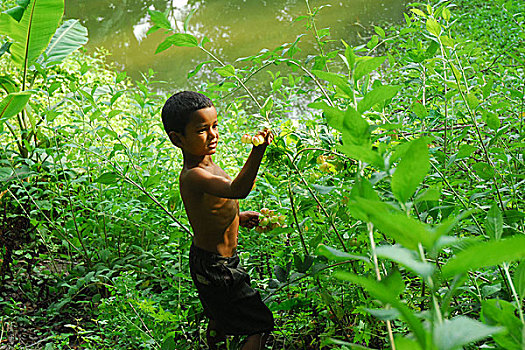 乡村,孩子,野花,玩,朋友,达卡,孟加拉,四月,2007年