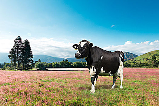 母牛,夏天,草场,乡野,新西兰