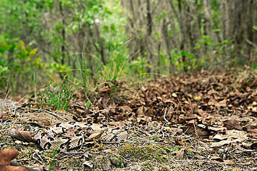 森林响尾蛇,木纹响尾蛇,保护色,美国