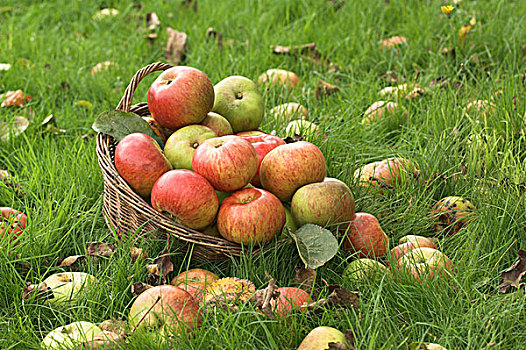 苹果,水果,横财,篮子,花园,草坪,诺福克,英格兰,欧洲