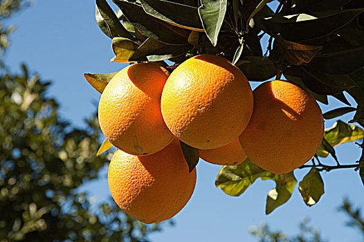 成熟,橘子,树,马略卡岛,巴利阿里群岛,西班牙,欧洲