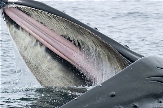 驼背鲸,大翅鲸属,鲸鱼,进食,展示,鲸须,盘子,脆弱,东南阿拉斯加