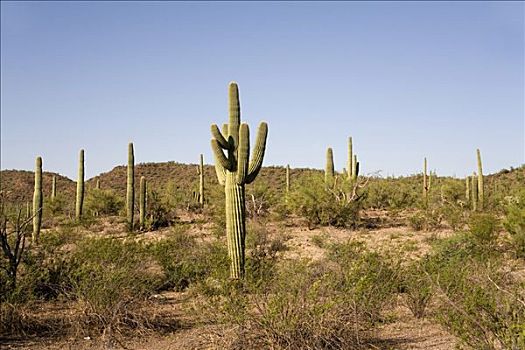 巨柱仙人掌,巨人柱仙人掌,荒芜,管风琴仙人掌国家保护区,亚利桑那,美国