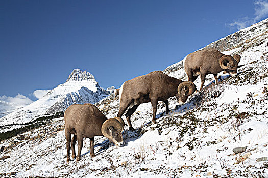 大角羊,放牧,冰川国家公园,蒙大拿