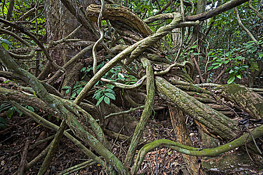 藤蔓植物,扭曲,雨林,加纳