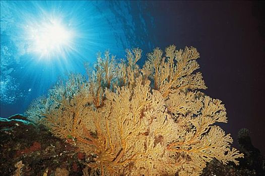 澳大利亚,珊瑚海,海扇,珊瑚,表面,阳光乍现,背景