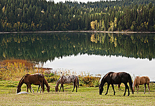 马,放牧,土地,春天,湖,客人,牧场,卡里布,区域,不列颠哥伦比亚省,加拿大
