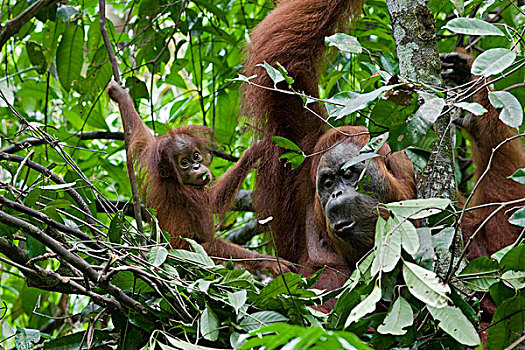 苏门答腊猩猩,母亲,老,幼仔,白天,窝,古农列尤择国家公园,北方,苏门答腊岛,印度尼西亚