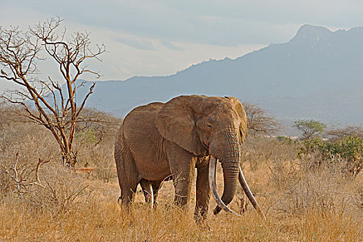 非洲象,雄性动物,东察沃国家公园,肯尼亚,非洲