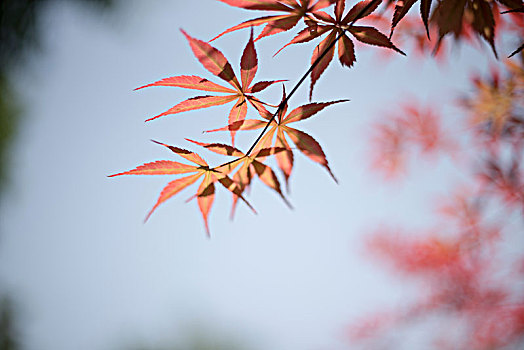 花花草草一世界