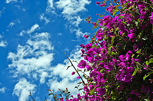紫花,蓝天