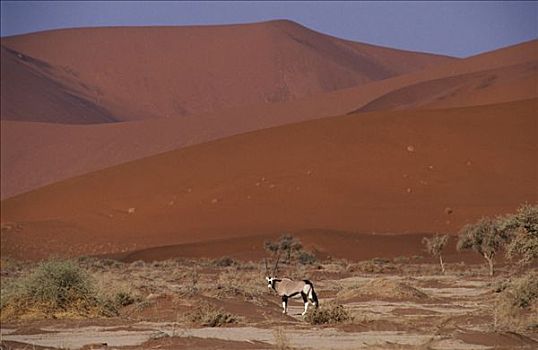 长角羚羊,羚羊,正面,沙丘,索苏维来地区,纳米比诺克陆夫国家公园,纳米比亚