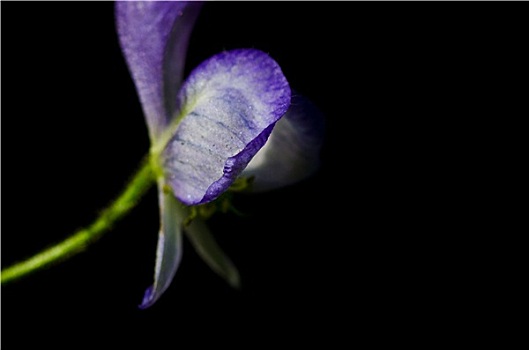 精美,紫花,花瓣,黑色背景,背景
