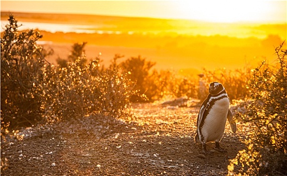 企鹅,早晨,巴塔哥尼亚,阿根廷