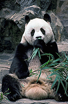 亚洲,中国,大熊猫