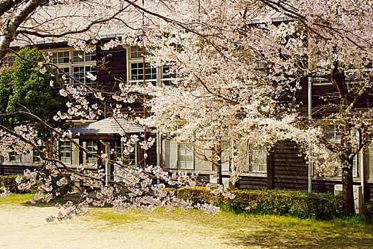 樱花,木质,教学楼