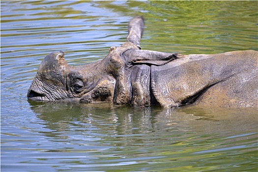 印度犀,水中