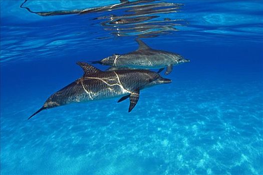 加勒比海,巴哈马,堤岸,两个,大西洋点斑原海豚,斑原海豚
