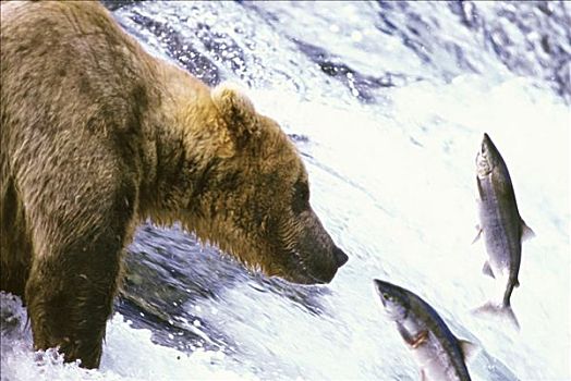棕熊,卡特麦国家公园,阿拉斯加,美国